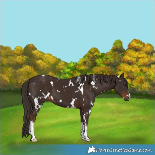 Horse Color:White Spotted Liver Chestnut 