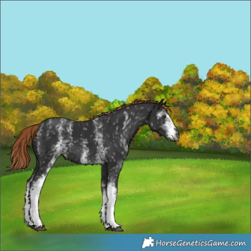 Horse Color:Gray White Spotted Liver Chestnut 