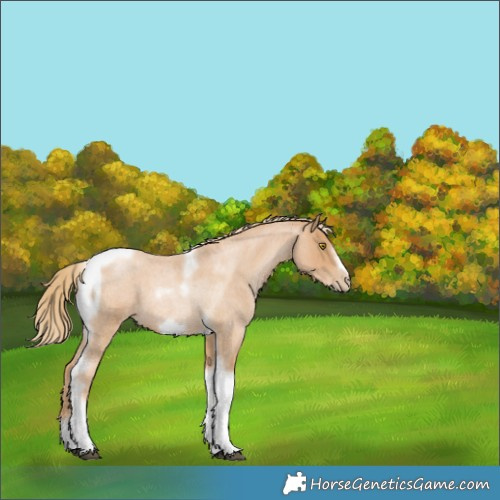 Horse Color:Red Roan Pearl Tobiano Frame