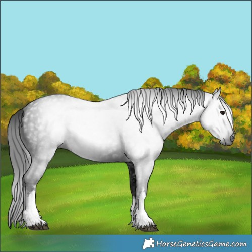 Horse Color:Gray White Spotted Black 
