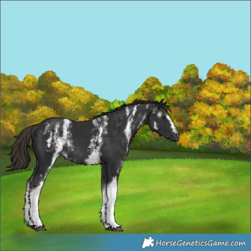 Horse Color:Gray White Spotted Liver Chestnut 