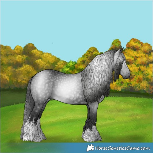 Horse Color:Gray White Spotted Black