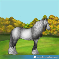 Horse Color:Gray White Spotted Black 