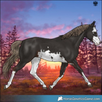 Horse Color:White Spotted Liver Chestnut 