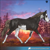 Horse Color:White Spotted Liver Chestnut 