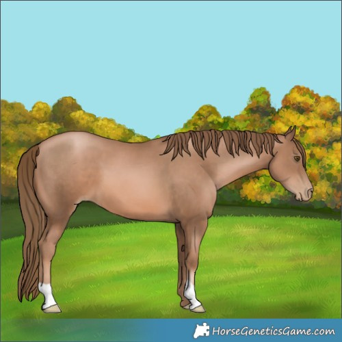 Horse Color:Liver Chestnut Pearl 