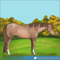 Horse Color:Liver Chestnut Pearl
