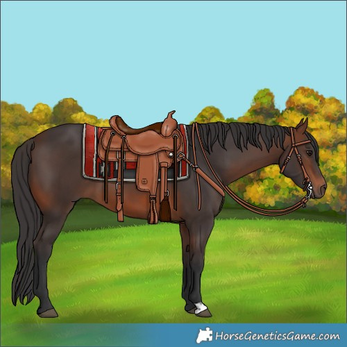 Horse Color:Brown 