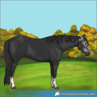 Horse Color:Gray White Spotted Liver Chestnut