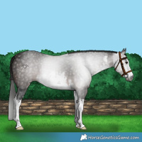 Horse Color:Gray White Spotted Bay 