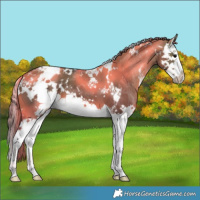 Horse Color:White Spotted Grullo Splash Appaloosa Brindle 