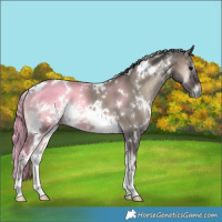 Horse Color:White Spotted Grullo Onyx Brindle 