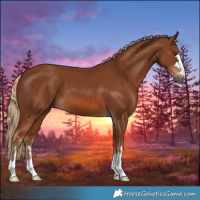 Horse Color:Chestnut 