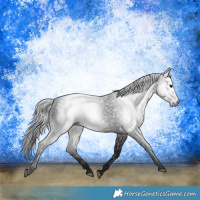 Horse Color:Gray White Spotted Brown