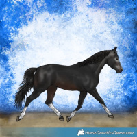 Horse Color:Gray White Spotted Brown 