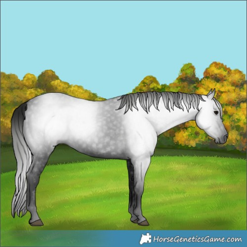 Horse Color:Gray White Spotted Black 