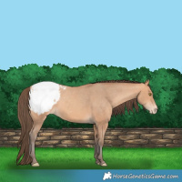 Horse Color:Amber Champagne Snowcap 