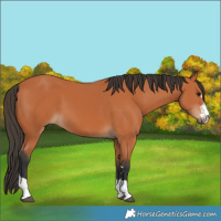 Horse Color:Bay 