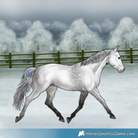 Horse Color:Gray White Spotted Bay