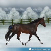 Horse Color:Gray White Spotted Bay 