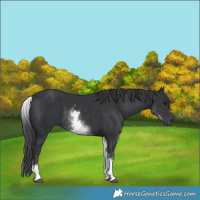 Horse Color:White Spotted Black 