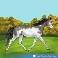 Horse Color:Grullo Splash Frame 