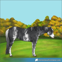 Horse Color:White Spotted Black 