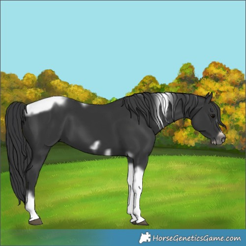 Horse Color:Black Tobiano Frame 