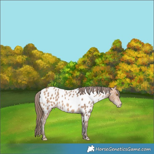Horse Color:Amber Champagne Appaloosa 