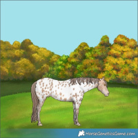 Horse Color:Amber Champagne Appaloosa 