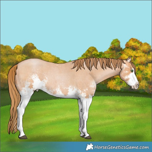 Horse Color:White Spotted Bay Roan Pearl 