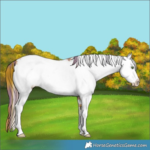 Horse Color:Plaid White Spotted Bay Pearl