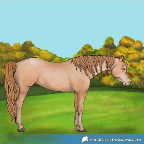 Horse Color:Bay Pearl 