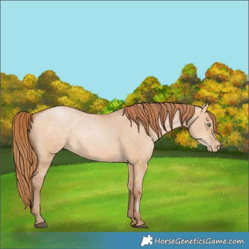 Horse Color:Bay Pearl Dun 