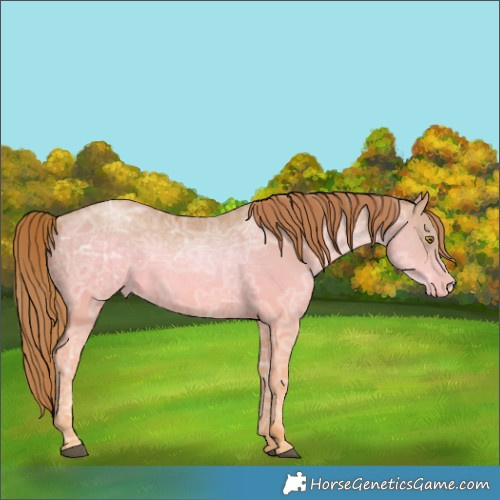 Horse Color:Chestnut Ice Pearl 