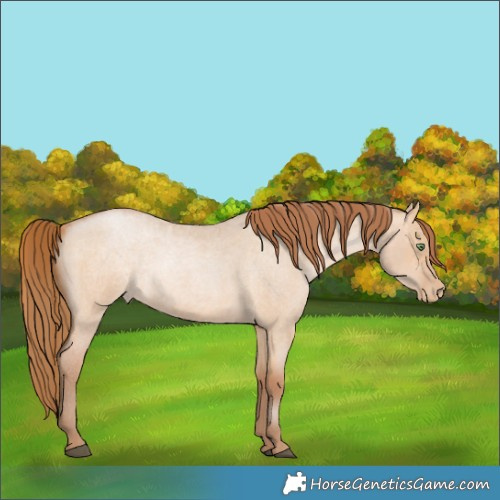 Horse Color:Bay Roan Pearl Dun 