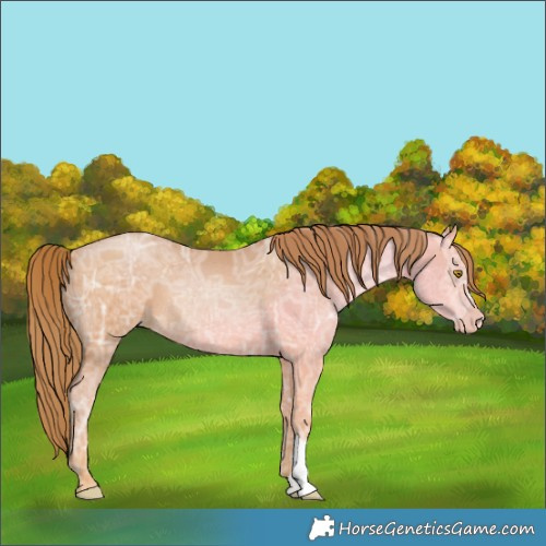 Horse Color:Bay Ice Pearl