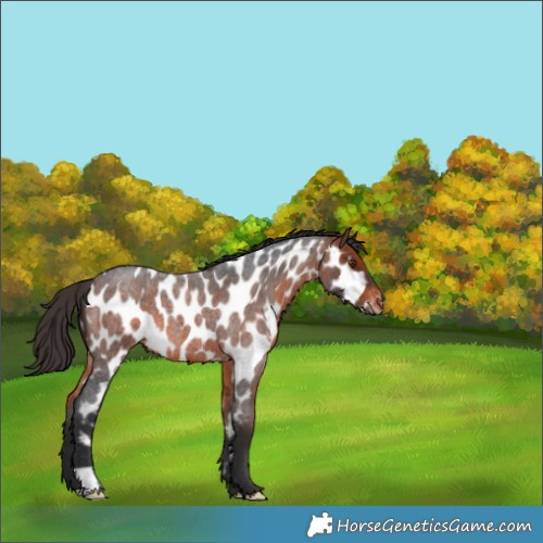 Horse Color:Bay Roan Appaloosa 