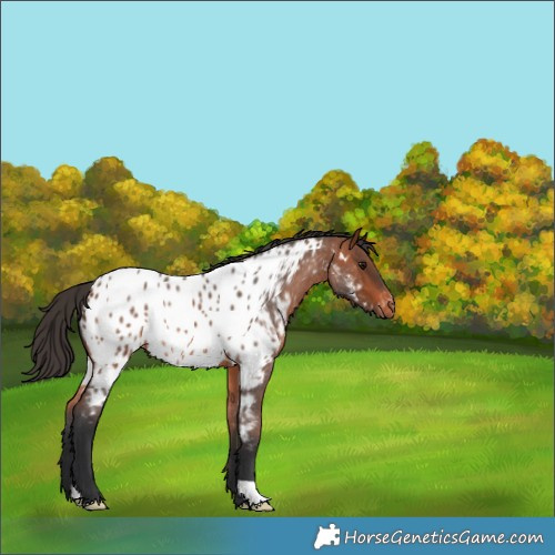 Horse Color:Bay Roan Appaloosa 