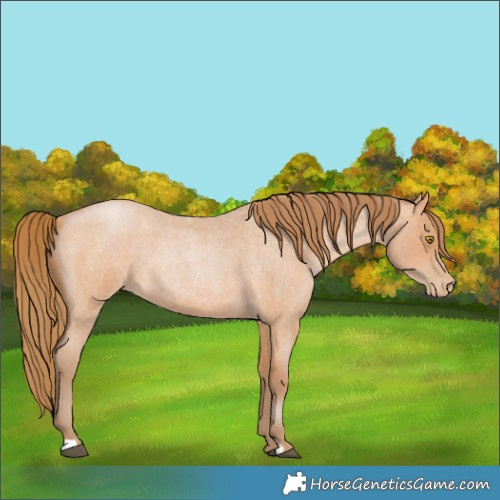 Horse Color:Bay Roan Pearl 