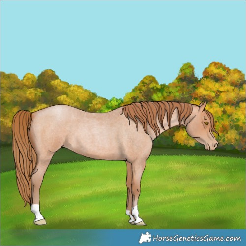 Horse Color:Bay Roan Pearl 