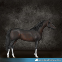 Horse Color:White Spotted Brown