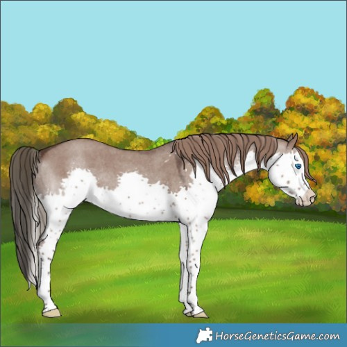 Horse Color:Liver Red Dun Roan Splash Rabicano 