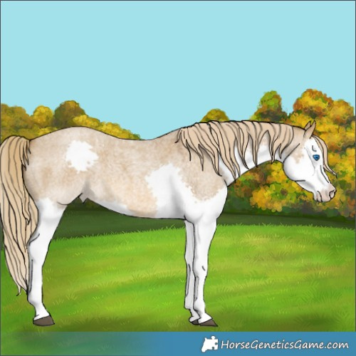 Horse Color:Chocolate Palomino Roan Dun Splash 