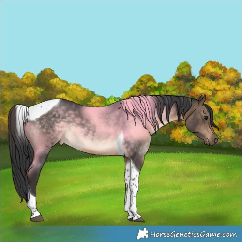 Horse Color:Brown Dun Tobiano Rabicano 