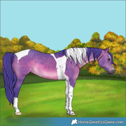 Horse Color:Gray Watercolor Brown Dun Sabino Tobiano Rabicano