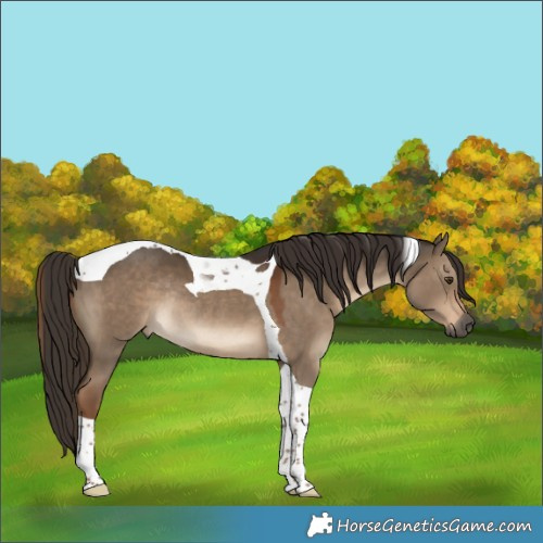Horse Color:Gray Liver Red Dun Tobiano Rabicano 