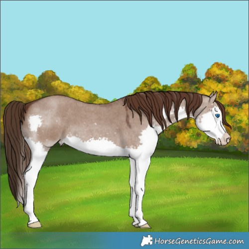 Horse Color:Liver Red Dun Roan Splash 