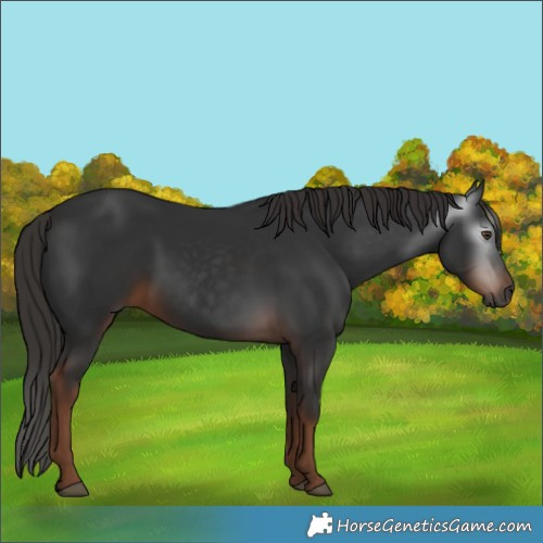 Horse Color:Gray White Spotted Liver Chestnut