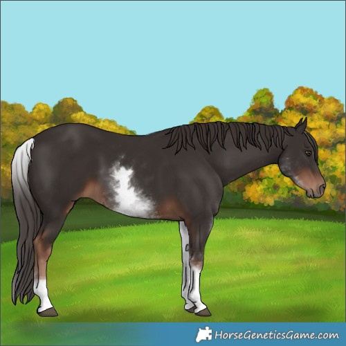Horse Color:White Spotted Liver Chestnut Sabino 
